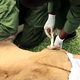 Illustration for article titled Vets miraculously save life of lioness who got mauled by buffalo